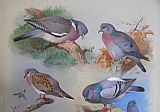 Wood Canvas Paintings - A Wood Pigeon A Stock Dove A Turtle Dove A Rock Pigeon